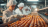 ISO 22000: A importância de um Sistema de Gestão da Segurança de Alimentos 
